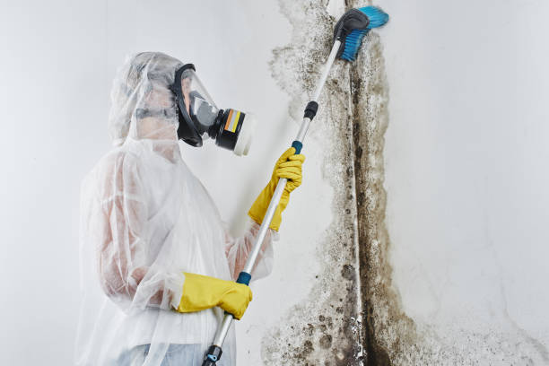 Best Local Mold Removal Service  in Lake Of The Woods, AZ