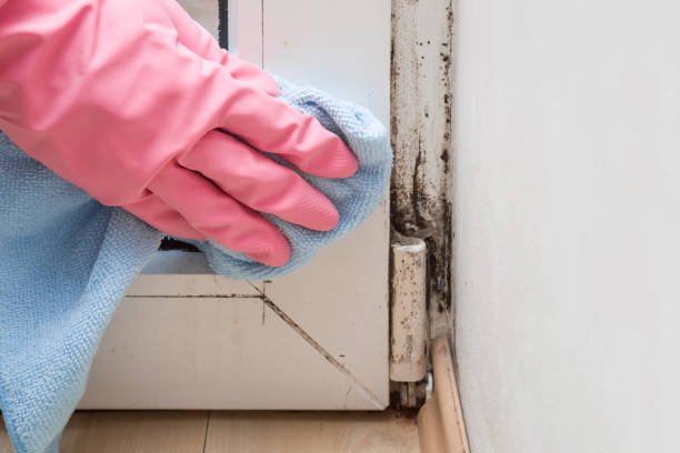Best Toxic Mold Removal  in Lake Of The Woods, AZ