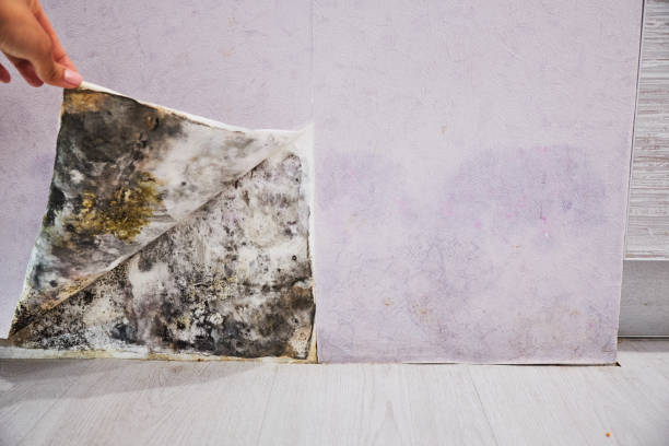 Best Certified Mold Removal  in Lake Of The Woods, AZ